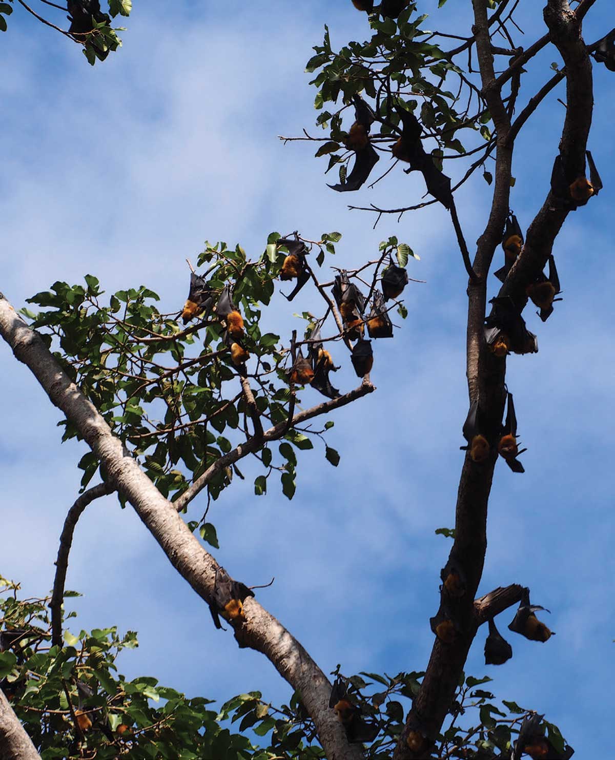 A tree in Siem Riep filled with a colony of flying foxes. COURTESY OF J. MAUGHN. COURTESY OF JIPE7. LICENSED UNDER CREATIVE COMMONS ATTRIBUTION 2.0 GENERIC.